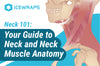 Neck 101: Your Guide to Neck and Neck Muscle Anatomy